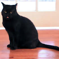 Thumbnail photo of Angus #2