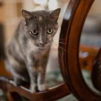 Thumbnail photo of LuLu #3