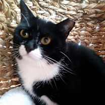 Thumbnail photo of Selene #3