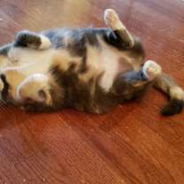 Thumbnail photo of ButterBean #1