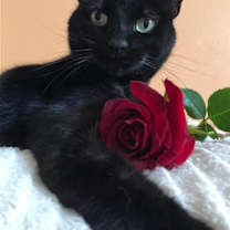 Thumbnail photo of Purrcie #1