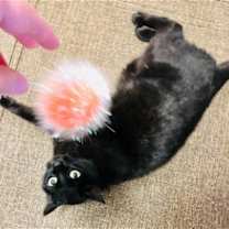 Thumbnail photo of Purrcie #2