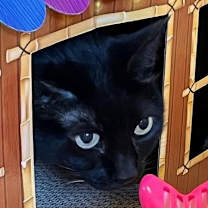 Thumbnail photo of Purrcie #3