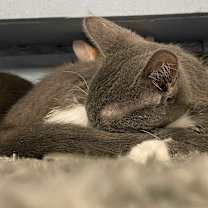 Thumbnail photo of Google #2