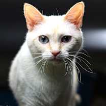Thumbnail photo of Nala #3