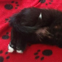 Thumbnail photo of Feta #2