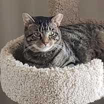 Thumbnail photo of Tigger #1