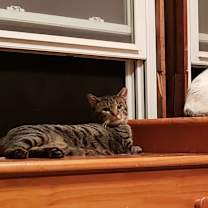 Thumbnail photo of Tigger #2