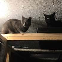Thumbnail photo of Max bonded with Nicky #3