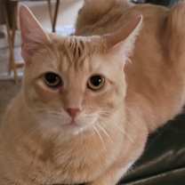 Thumbnail photo of Winchester #1