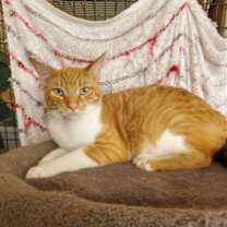 Thumbnail photo of Thor #1