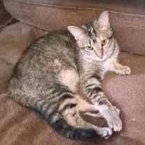 Thumbnail photo of Clementine #1