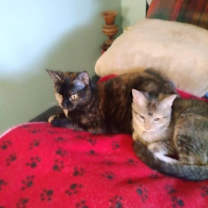 Thumbnail photo of Clementine #2