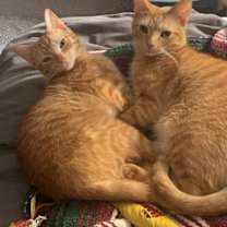 Thumbnail photo of Sugar #4