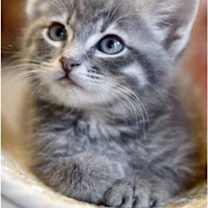 Thumbnail photo of Blue #2