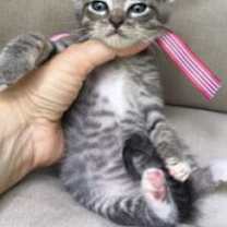 Thumbnail photo of Blue #3