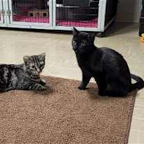 Thumbnail photo of Jemima and Jellyorum Bonded sisters Special Needs #1