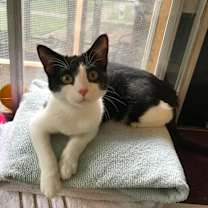 Thumbnail photo of Tofu #1