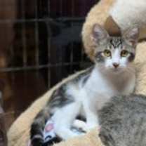 Thumbnail photo of Ember #1