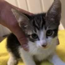 Thumbnail photo of Ember #2