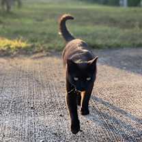 Thumbnail photo of Forky #1