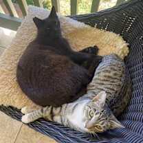 Thumbnail photo of Forky #3