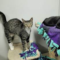 Thumbnail photo of Luna #4