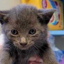 Thumbnail photo of Nick #1