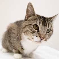 Thumbnail photo of Mia #1