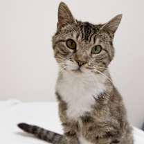 Thumbnail photo of Mia #2