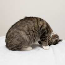 Thumbnail photo of Mia #3