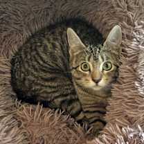 Thumbnail photo of Tiggerella (F) #4