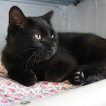 Thumbnail photo of Stout #1
