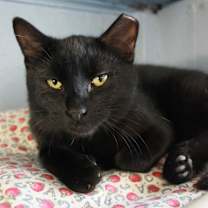 Thumbnail photo of Stout #2