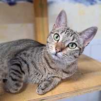 Thumbnail photo of Drumstick #2