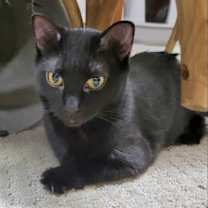 Thumbnail photo of Jemima and Jellyorum Bonded sisters Special Needs #3