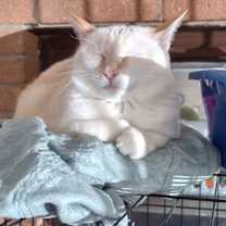Thumbnail photo of Nala #4
