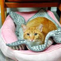 Thumbnail photo of Garfield #4