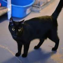 Thumbnail photo of Taffy #4