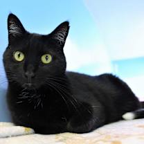 Thumbnail photo of Taffy #2