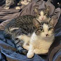 Thumbnail photo of Pixie #3