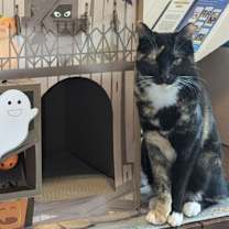 Thumbnail photo of Caddy 04-4285 #1