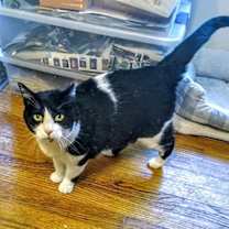 Thumbnail photo of Bell #4