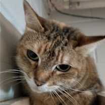 Thumbnail photo of Dixie #2