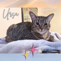 Thumbnail photo of Ursa #1