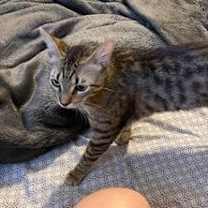 Thumbnail photo of Ursa #3