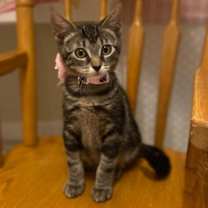 Thumbnail photo of Cats/Kittens #1