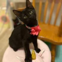 Thumbnail photo of Cats/Kittens #2