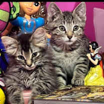 Thumbnail photo of Cats/Kittens #3