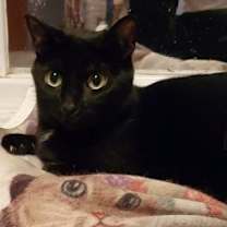 adopt-pet